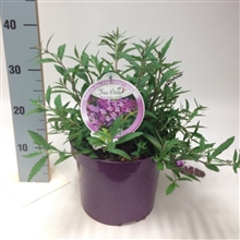 Buddleja