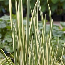 ACous Ogon
