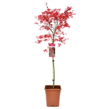 Acer Beni
