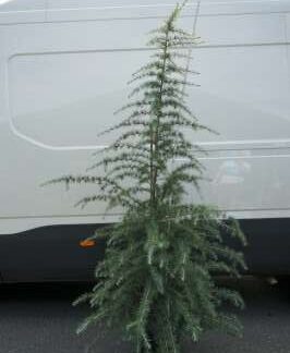 Cedrus 105
