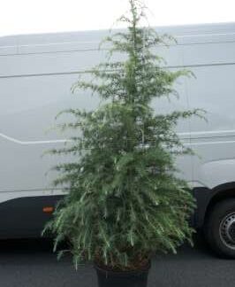 Cedrus 165