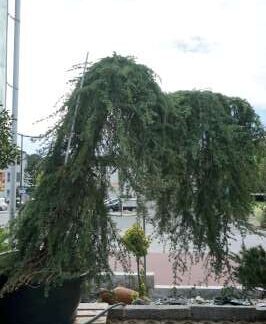 Cedrus 540